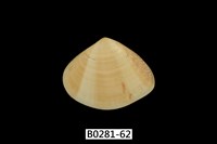 藏品(花蛤)的圖片